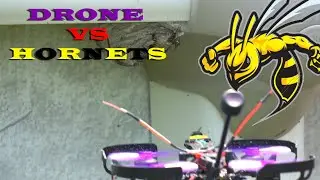 Hornet VS Drone    الذبور-- كيف يمكن التخلص من هذه الحشرات العدائية بواسطة الدرون