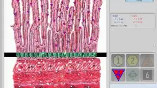 How to use the vector software 9D NLS