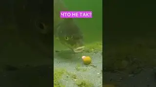 Что не так с монтажом на карпа? 