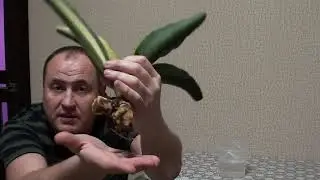 Сансевиерия- восстановление корневой системы.