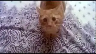 расчлененка