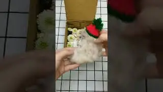 #Puppies