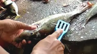 Amazing fastest cutting fish skills at village Street fish market || best fishing HD