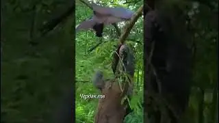 A Komodo dragon attacked a flying fox.