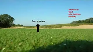 Turfgrass Drought
