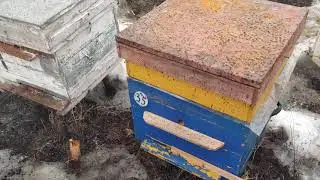 Итоги зимовки 2020/2021. А как у вас?