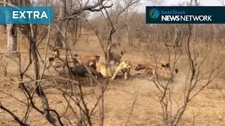 Hyenas take on lions in ferocious battle for food