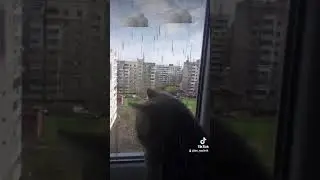 🐈Чё у вас там дождь то идёт?.. Смешное короткое видео с котами.