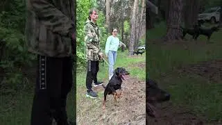 ягдтерьер Кай🐶Рыбалка охота ягдтерьер🦡