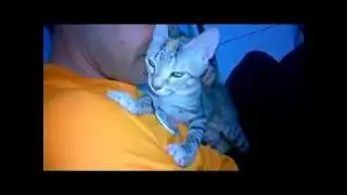 Laurell y Roy, aun buscando casita