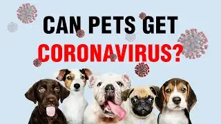 Can Pets Get Coronavirus - COVID19