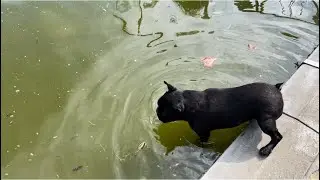 Марсик и Мирка контролируют 🐠🐟