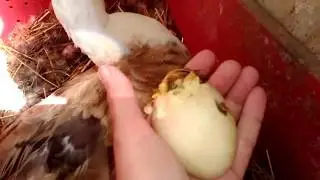 Вылупление утят под наседкой