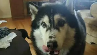 Polaris and Blazzen Huskies