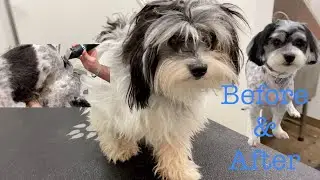 Extremely Matted Dog Grooming