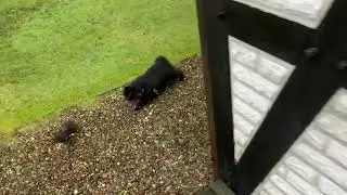 Bobtail Cat Batida Catches Bird