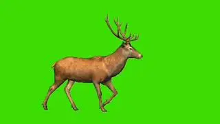 Deer running // Deer walk // Green screen deer / Deer walk green screen // running deer / chroma key