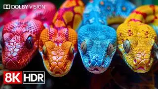 Next-Level HDR Intensity — 8K Ultra HD Dolby Vision 60fps