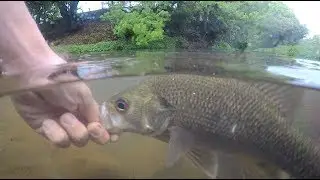 Australian Bass on Zman plastics: Exploring un-fished waters