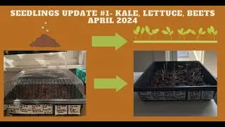 Seedlings Update #1  Kales, Lettuce, and Beets April 2024