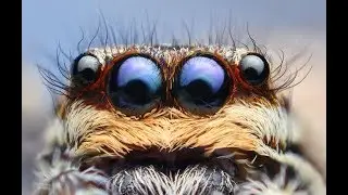 10 UNIQUE ANIMALS YOU WON'T BELIEVE  EXIST.