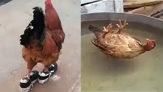 Funny Chicken videos TikTok 2021 and dog | Try to not laugh