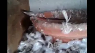 My Pigeons Part 8