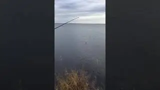 С каждым забросом новый окунь на сало