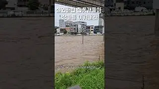 장마로 인해 사라진 산책로... 실외배변 진돗개들아 장마 이겨내보자 / 진돗개 진주, 밀크 #백구 #강아지 #반려견 #실외배변 #진돗개