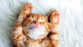 МИЛЫЕ КОТИКИ