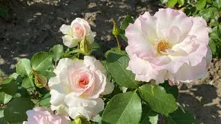 ЦВЕТЕНИЕ РОЗ 2022🌹🥰🤩. СТАРТАНУЛИ😎✊