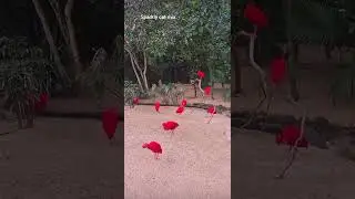 Beautiful Red birds
