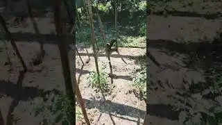 ловец птиц