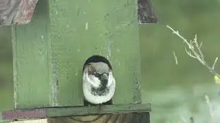 Little Sparrow