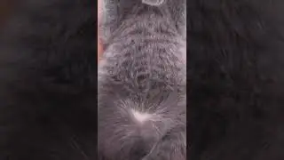 лайк у Лайка😻у котика сердечко на животике