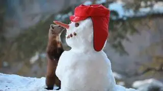 Wild Shorts - The Snowman Thief