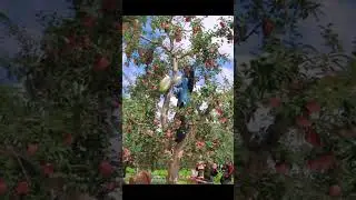 The beauty of the orchard: picking style
