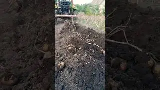 Копаємо картоплю 