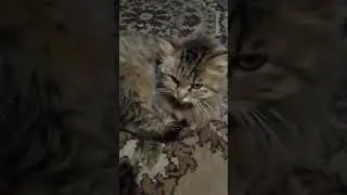 мой канал в мире животных