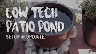 Cheap DIY Backyard Patio Pond | How to Make Mini Pond on a Budget | Low Tech Outdoor Pond