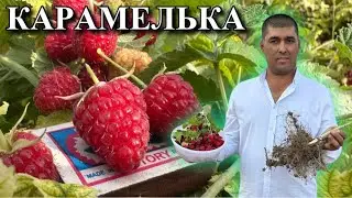 Пулни супуриб олиш шу бўлса керак Малина ремонтантная Карамелька нави. Ўзбекистон иқлимига мос келди