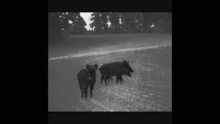 Infiray Tube TH50 - Lov lončačky II ( hunting wild boar ) [22]