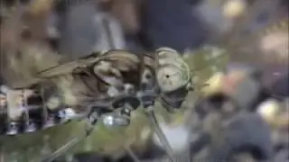 6 6 May fly larva