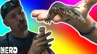 Let's pickout Tyler Nolan's NEW Het Black Dragon Water Monitor!