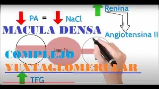 Macula Densa - Celulas Yuxtaglomerulares: Autorregulación Filtrado Glomerular