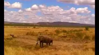 Porini Lion Camp, Kenya