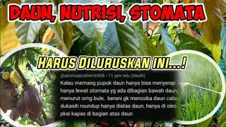 PUPUK DAUN DI SERAP LEWAT STOMATA BAWAH DAUN, BERANI OLES ATAS DAUN DENGAN ROUNDUP / GRAMASON.. ❓