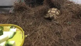 Tortuga Sulcata  Comiendo Nopal  ||Sulcata Tortoise Eating Nopal