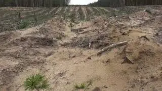 Лесу  быть!