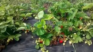 22.05.2018 первый сбор клубники